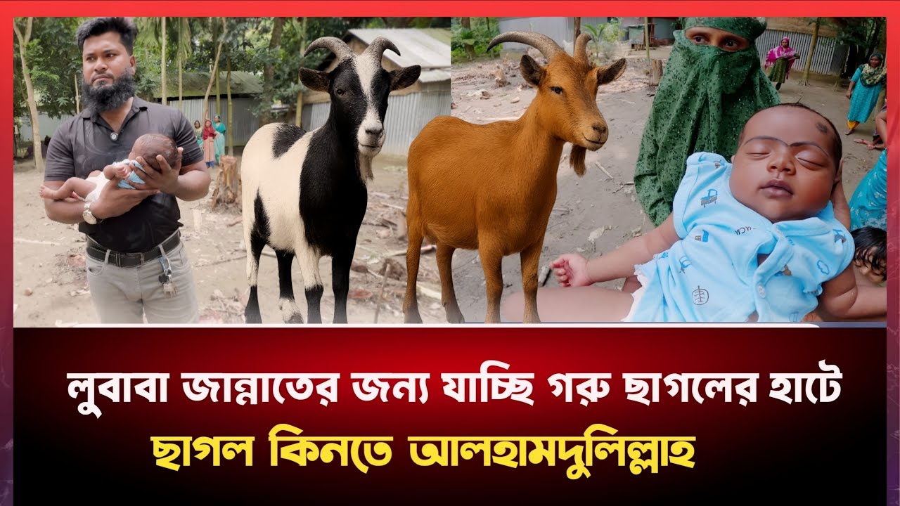 ছাগল কিনতে হাটে আসলাম লুবাবা জান্নাতের জন্য।