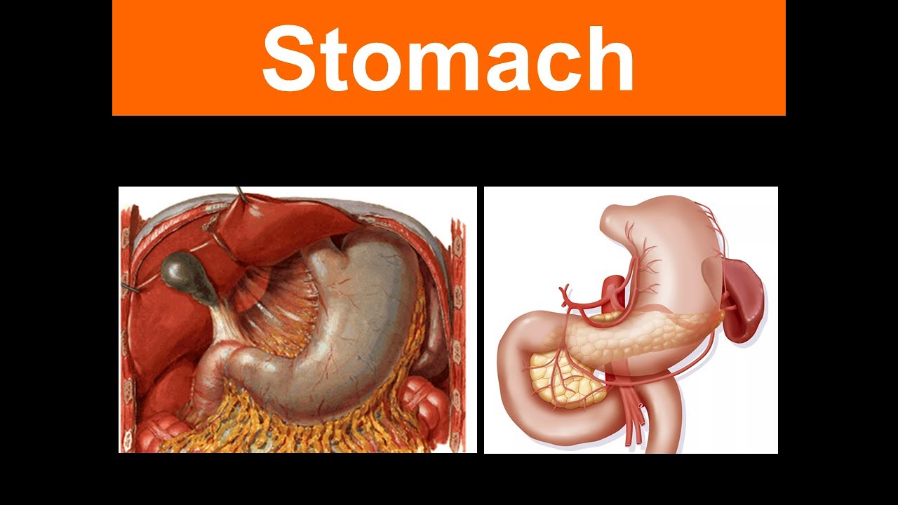Stomach LAB