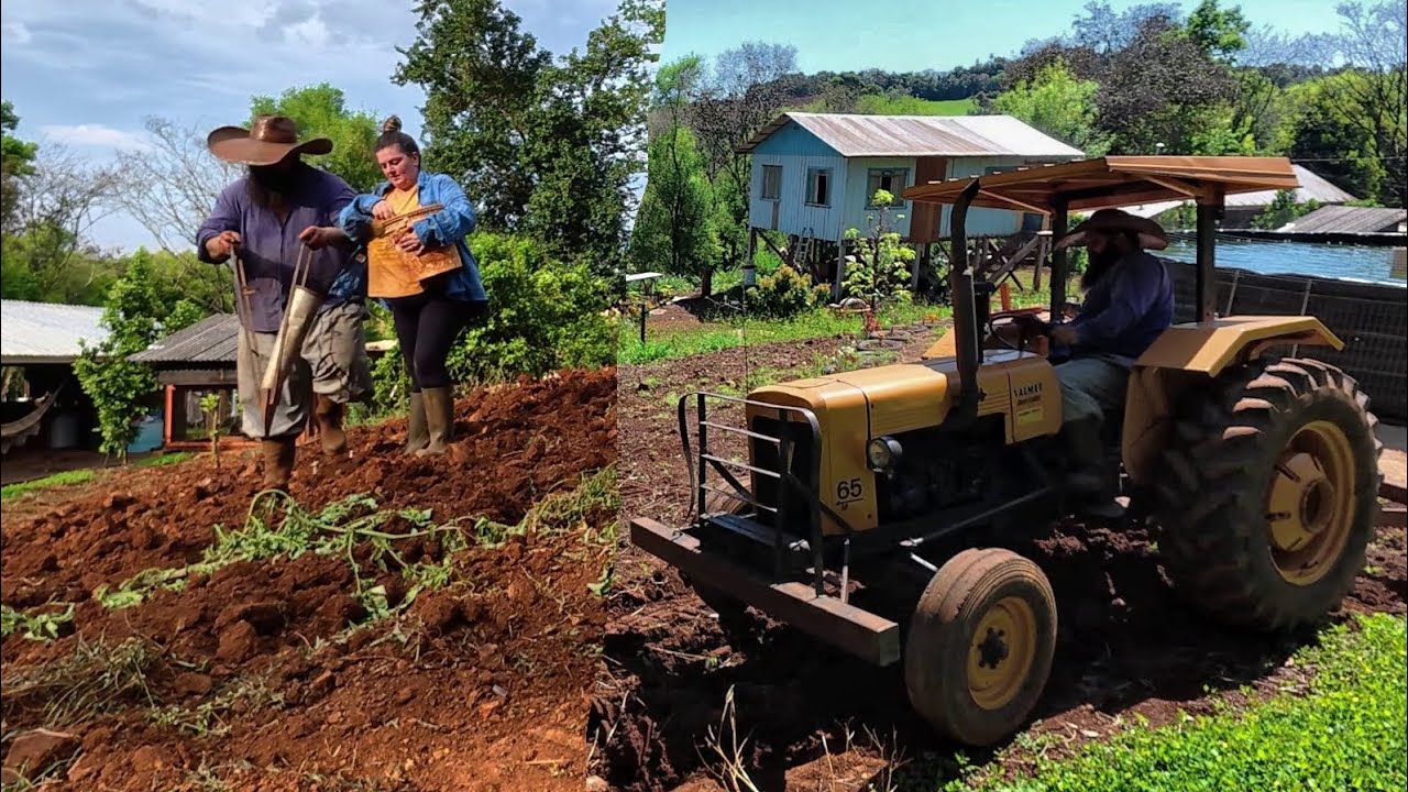 plantando mandioca com plantadeira manual e em pé