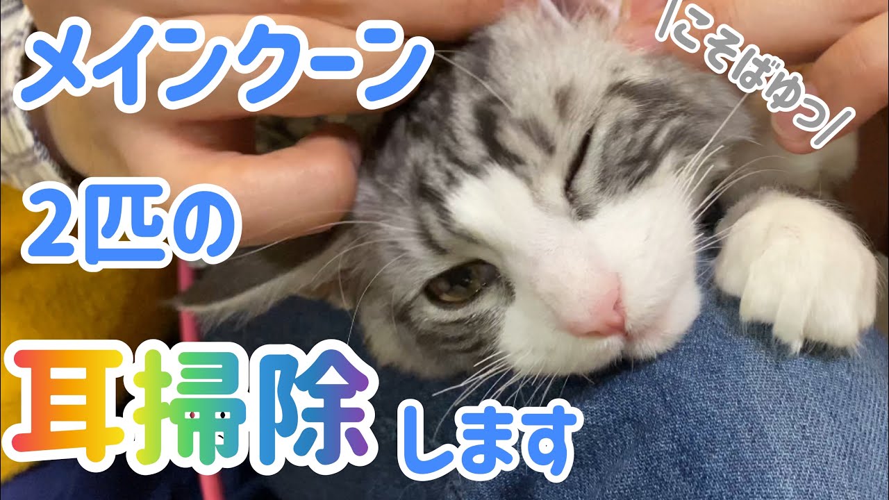 【猫の耳掃除】メインクーン2匹の耳掃除したらキュンカワ💕