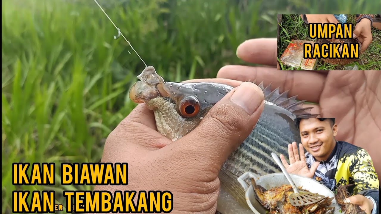 Umpan Racikan Mancing Ikan Biawan / Ikan Tembakang