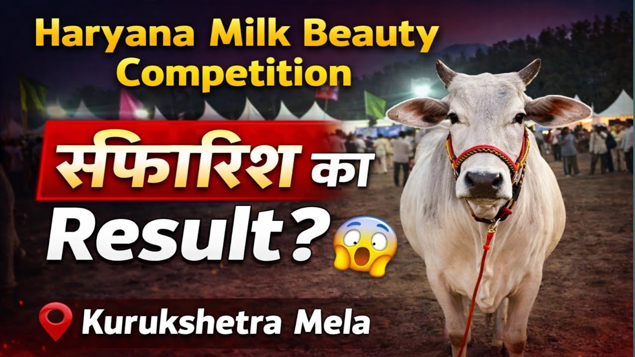 Haryana milk beauty, результат рекомендаций