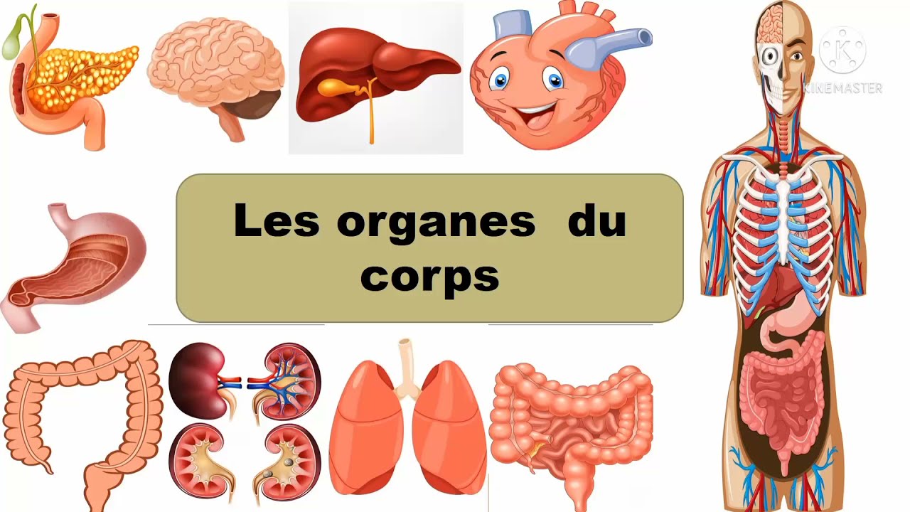 les organes et les parties du corps humain