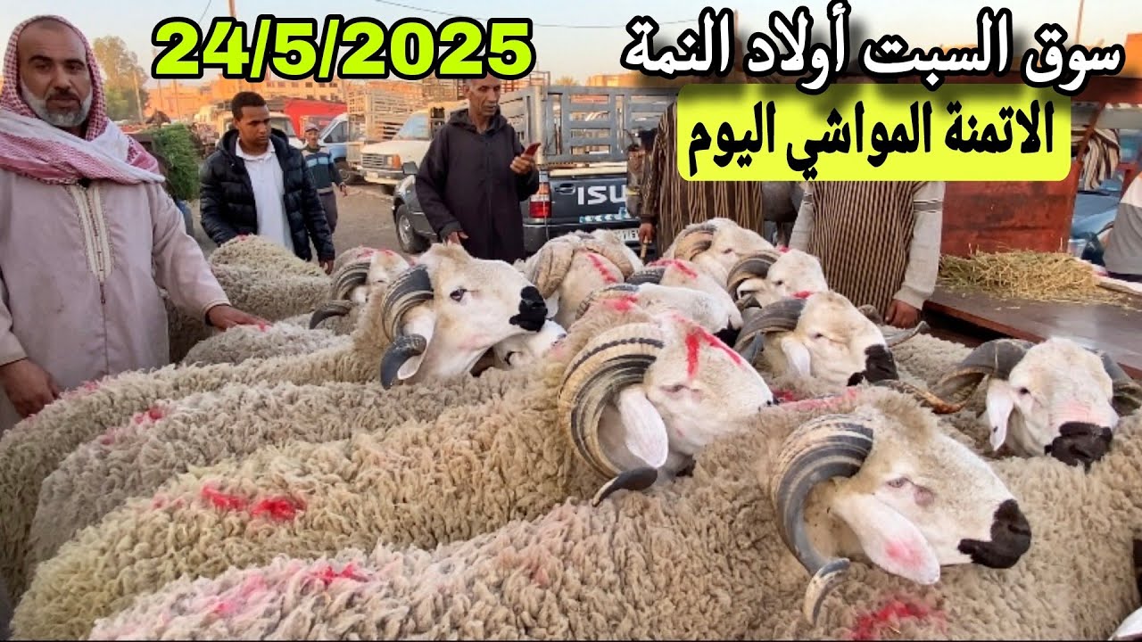 مباشرة من سوق السبت أولاد النمة إقليم الفقيه بن صالح 24/5/25 مع تمن الحولي و النعجة و حولية🐑🐑🇲🇦