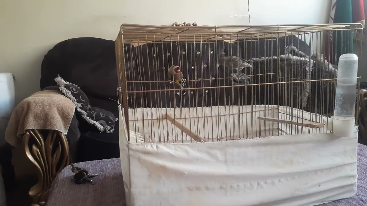نکات جفت زدن سهره و قناری ماده#birds #پرنده #سهرة_اذاعية #سهرة #birdslover #experiment