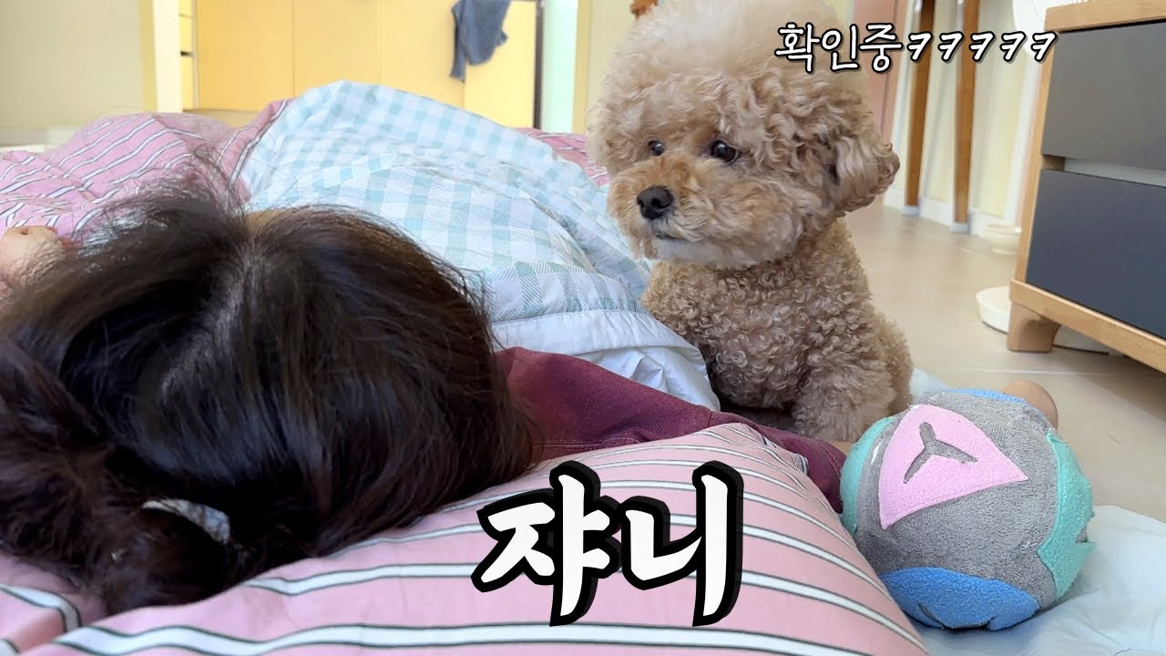 주인이 잠든 거 확인하고 강아지가 한 어이없는 행동……