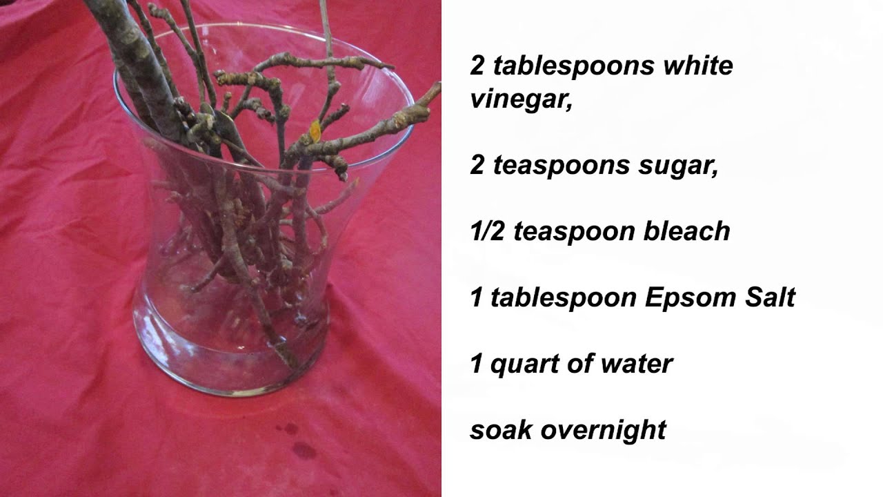 GOD IN THE GREENHOUSE PLANT SUGARS #1