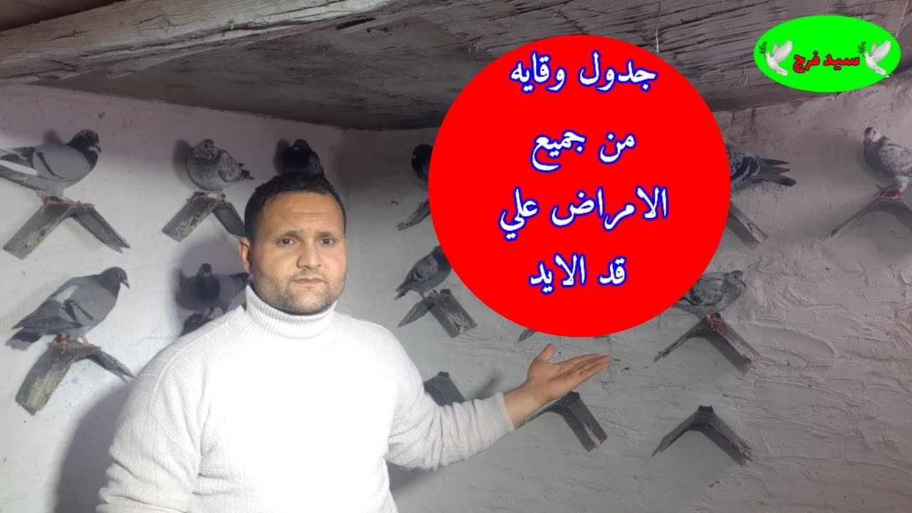 جدول شهري و#قايه من جميع #امراض الحمام وتكلفه علي قد الأيد علاج #الكنكر و#السالمونيلا و#التنفسي