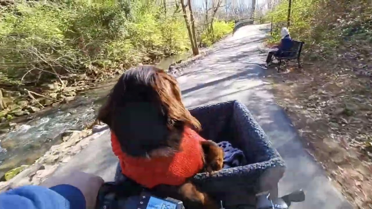 Pet Carrier 