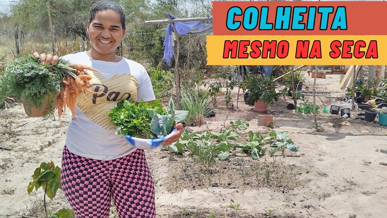 Veja nossa colheita de cenoura, a seca chegou no nordeste tive que molhar as frut&iacute;feras