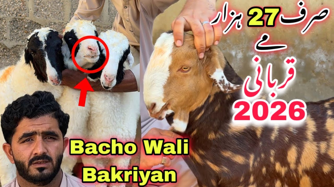 Karachi Ki Sab Se Sasti Bakra Mandi 🚨Aslam Goat Farm Ne Sindhi Hotel Bakra Mandi Se Bhe Sasti Mandi 