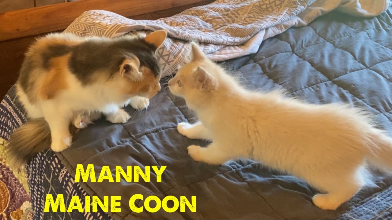 Maine Coon meets Ragdoll Kitten for the first time | Calico Cat #mainecoon