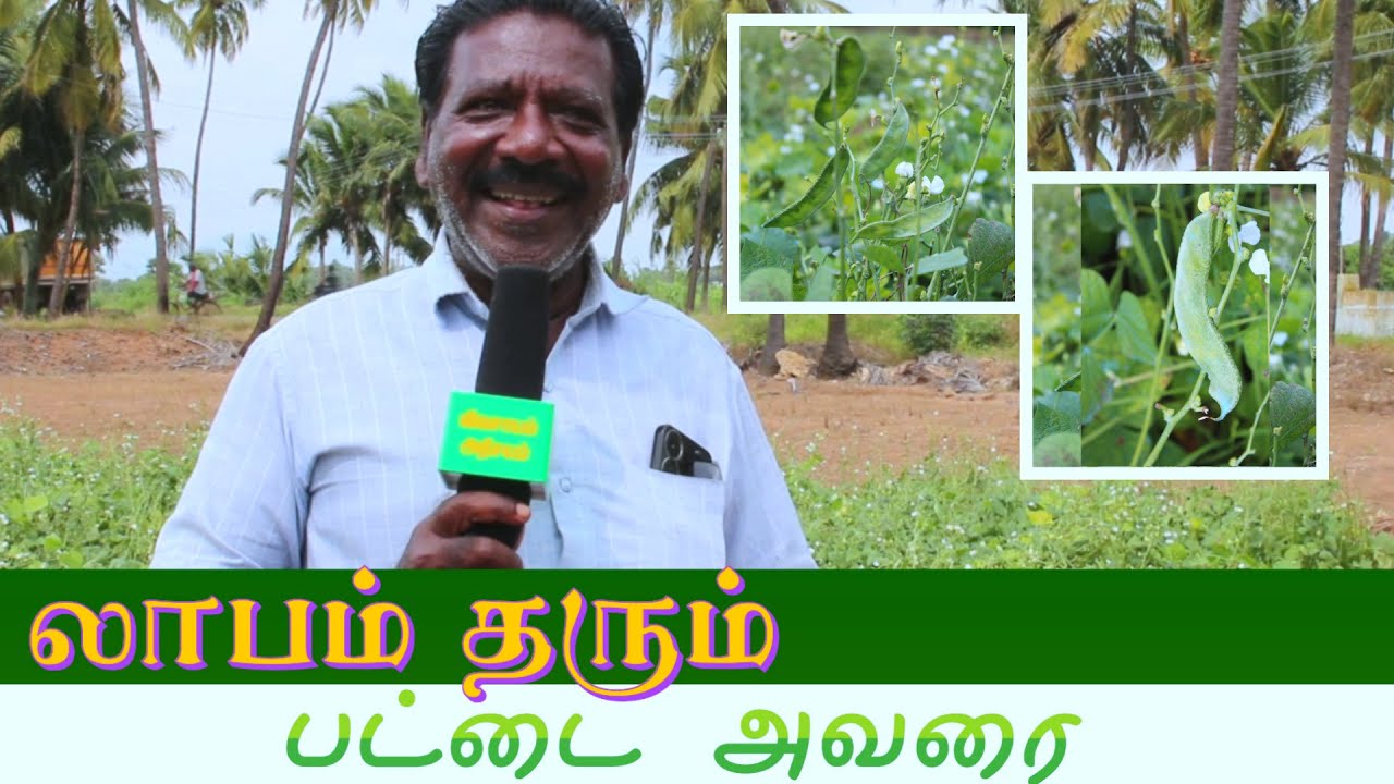 எப்படி பட்டை அவரை பயிரிடுவது? |லாபம் கிடைக்கும் அவரை விவசாயம் | Avarai vivasayam tamil | broad beans