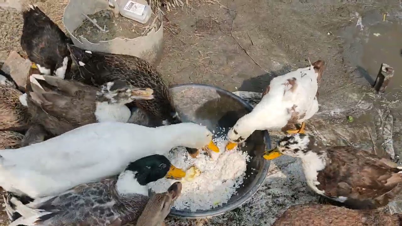 | White pekin duck | #subscribe #duck  #animals #meat #birds #trending