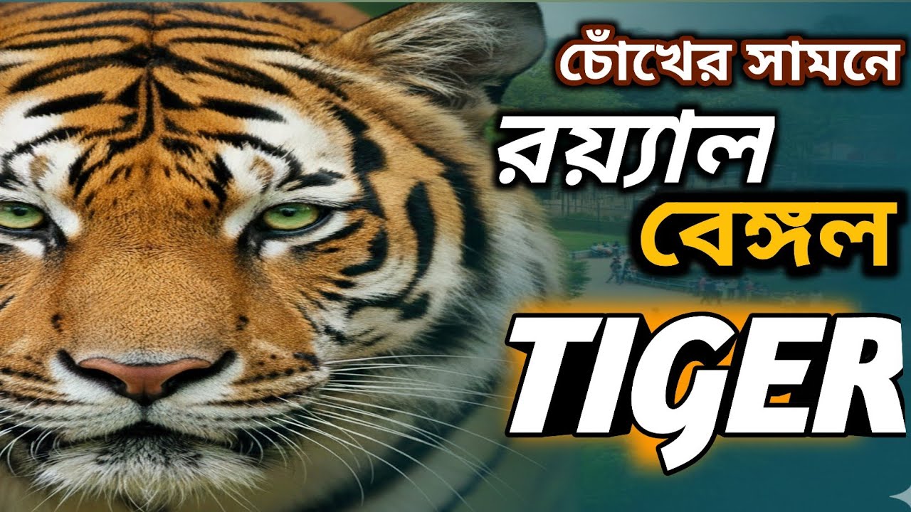 মাত্র ৫০ টাকায় চোখের সামনে রয়্যাল বেঙ্গল টাইগার 🐅|| URAAN DIARY | Bengali Vlog | Daily Blog #80