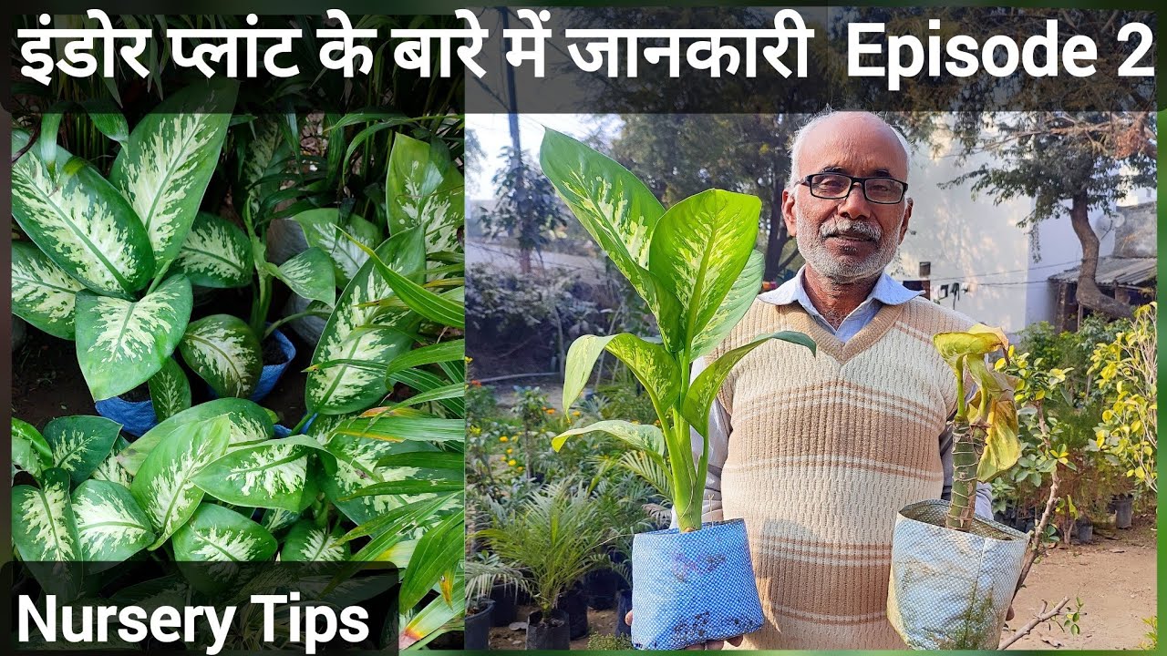 जानिए इंडोर प्लांट डाइफ़ेनबैचिया के बारे में पूरी जानकारी | Dieffenbachia | episode 2 | Indoorplant