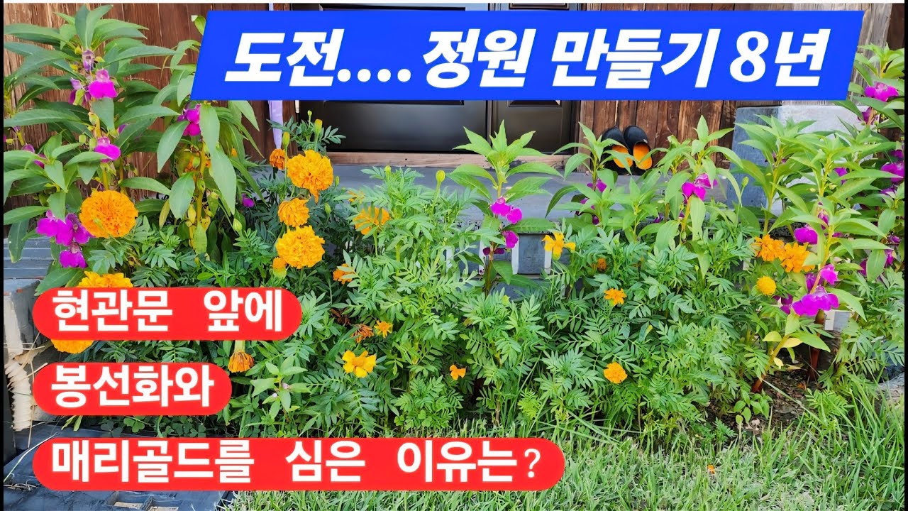 도전...나의 정원 만들기 #1 #gardening #야생화#화초#전원생활