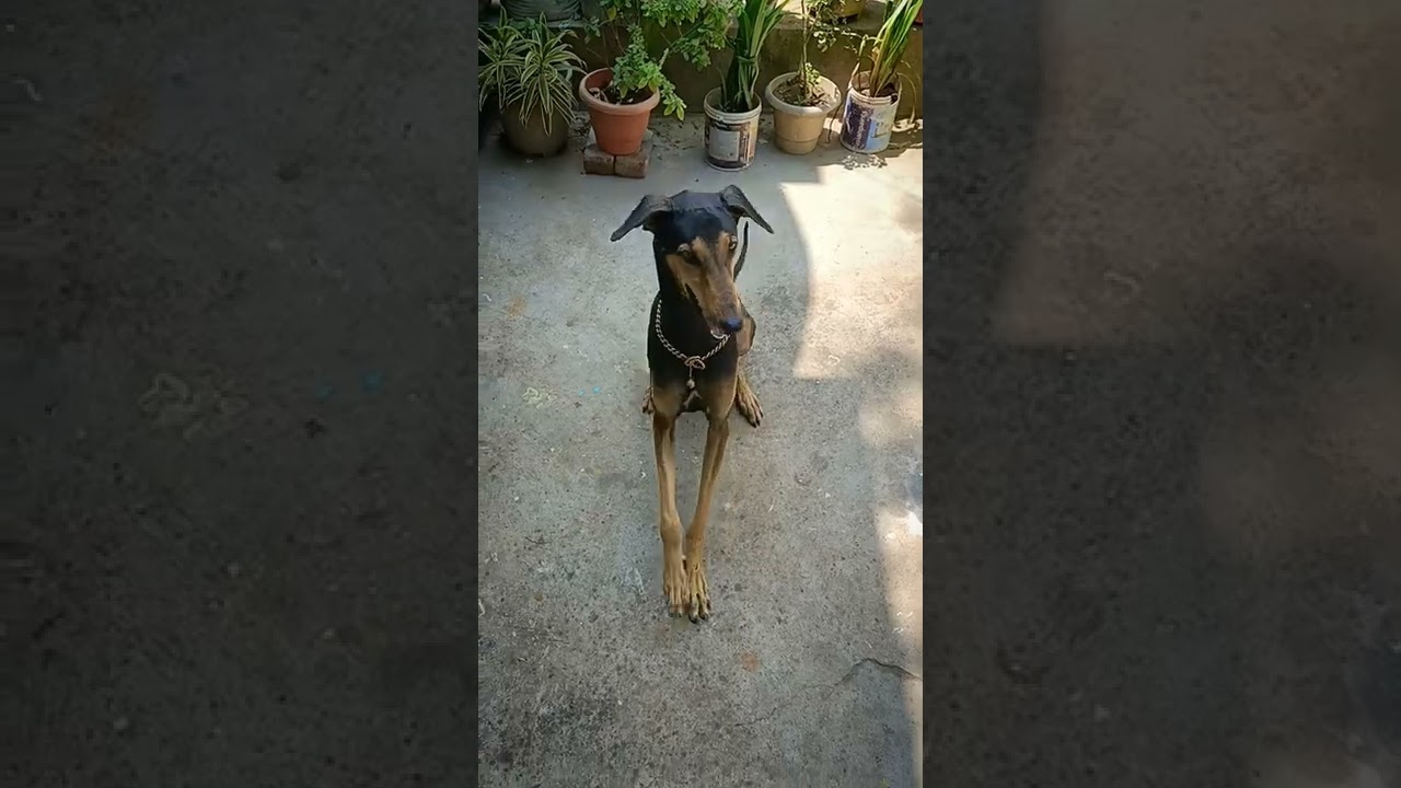kanni dog training 💪         