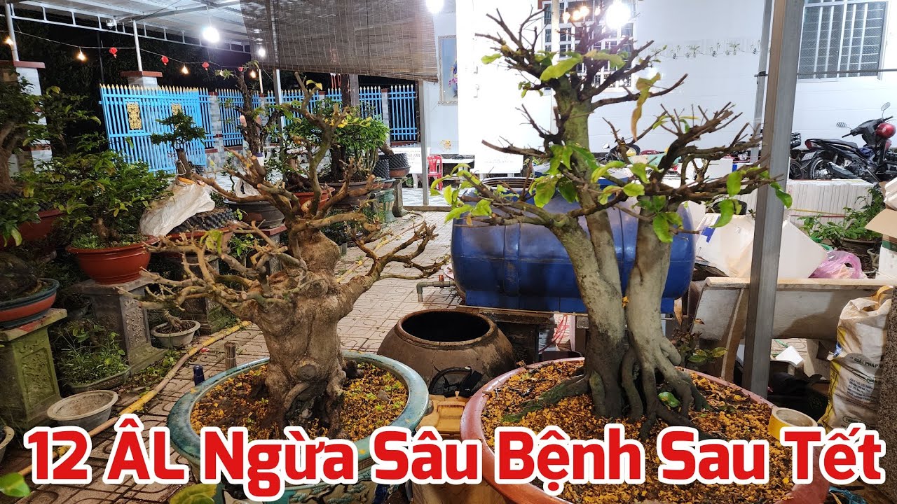 Ngày 12/01 ÂL - Ngừa Sâu Bệnh Cho Mai Sau Tết