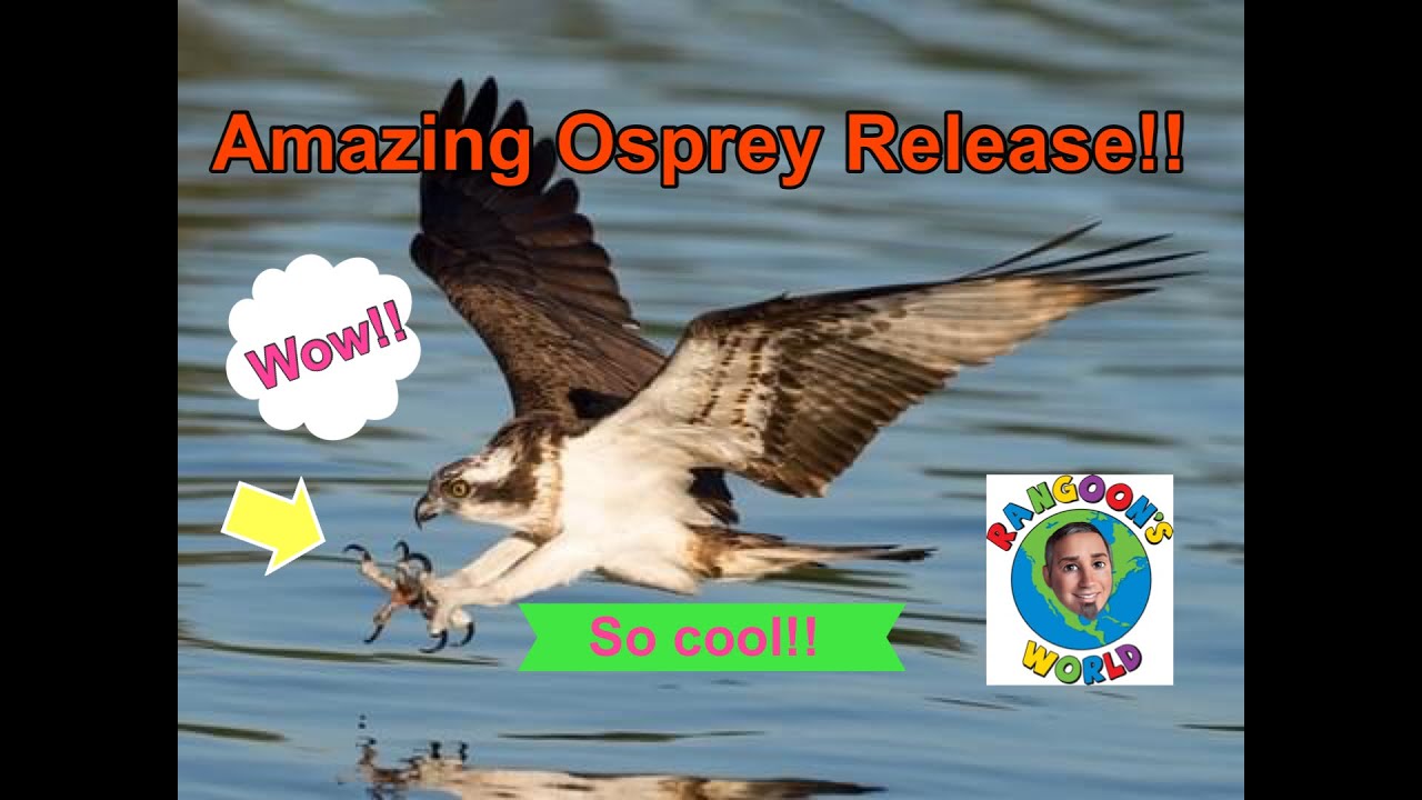 Amazing Osprey Release!!