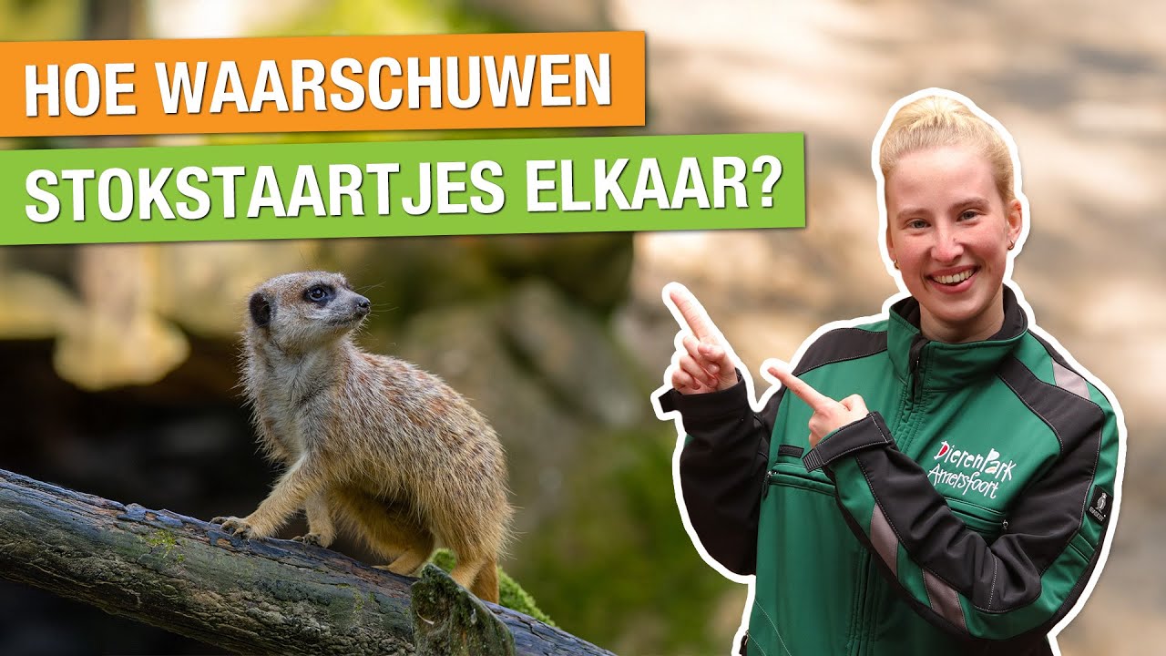 ZO BESCHERMEN STOKSTAARTJES HUN FAMILIE 😮 | Kims Dierenvraag #5 | DierenPark Amersfoort