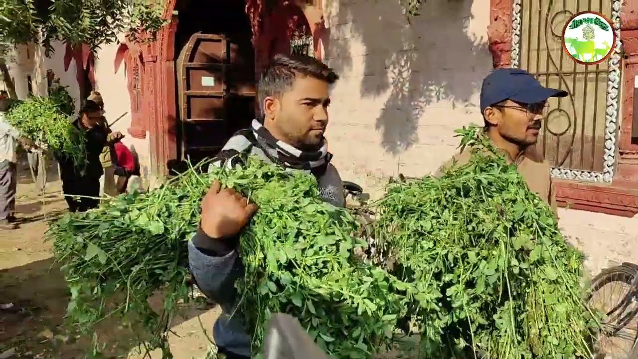 Makar sankranti par gaugrass or Dan  | Jeev Raksha Kendra | shree vankal mata gaushala