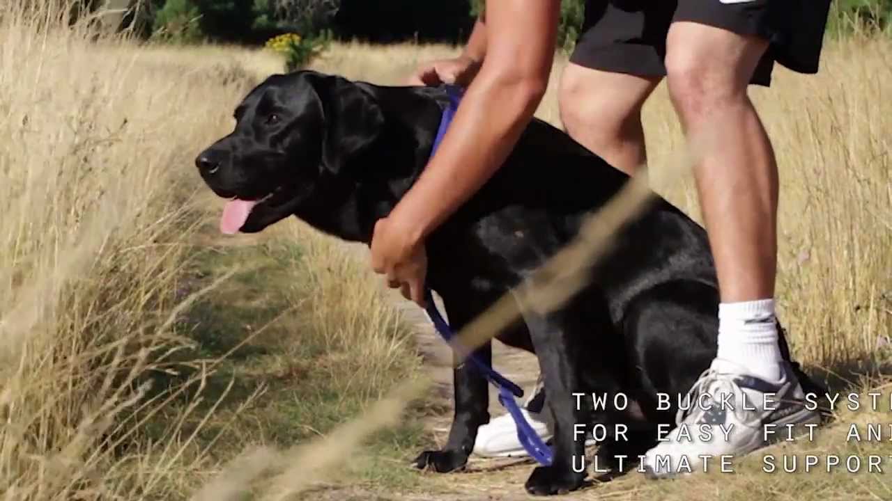 EzyDog Chest Plate Dog Harness - Award Winning Comfort and Control