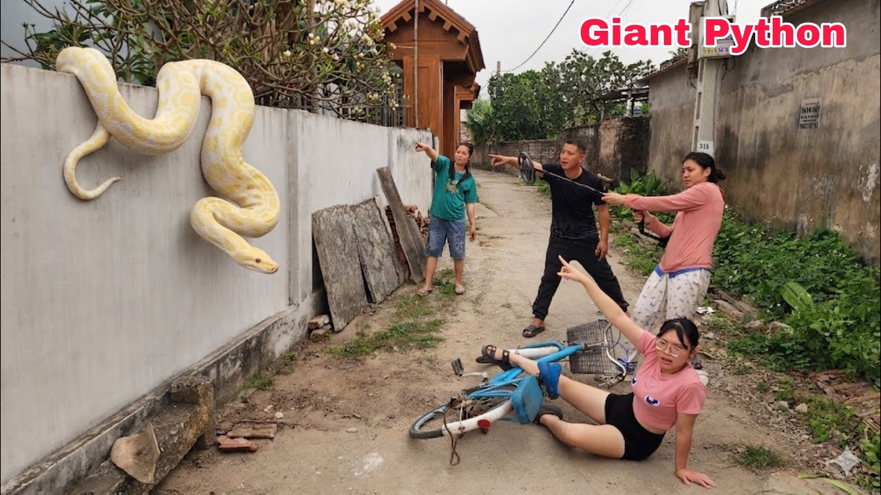 The girl used a high-tech snake detector to find a giant golden python.