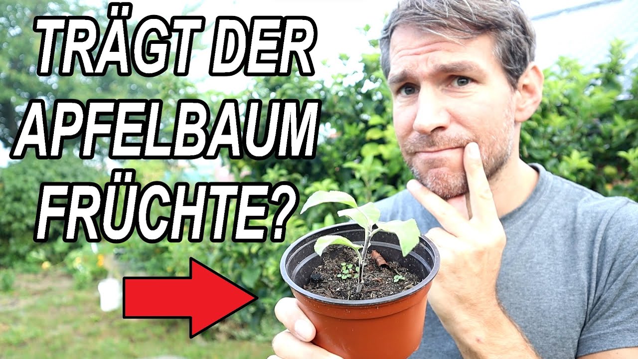 Tr&auml;gt ein selbstgezogener Apfelbaum aus einem Kern Fr&uuml;chte?