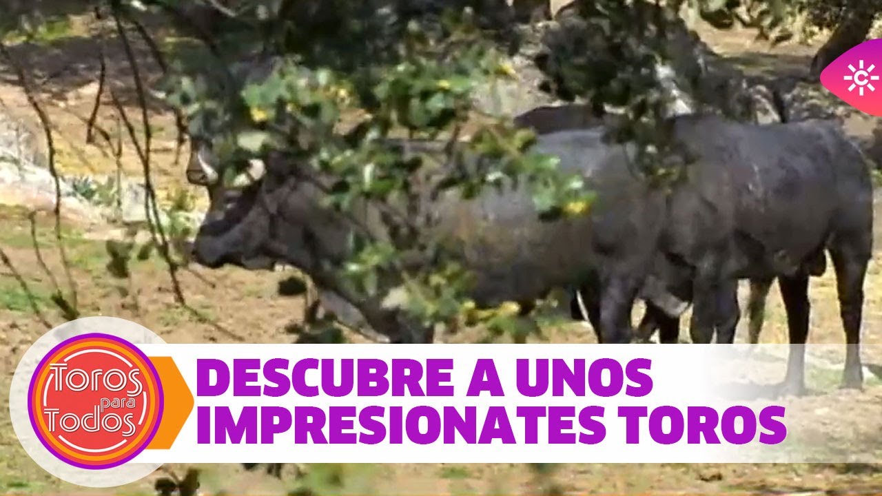 Descubre a unos impresionantes toros bravos entre las rocas