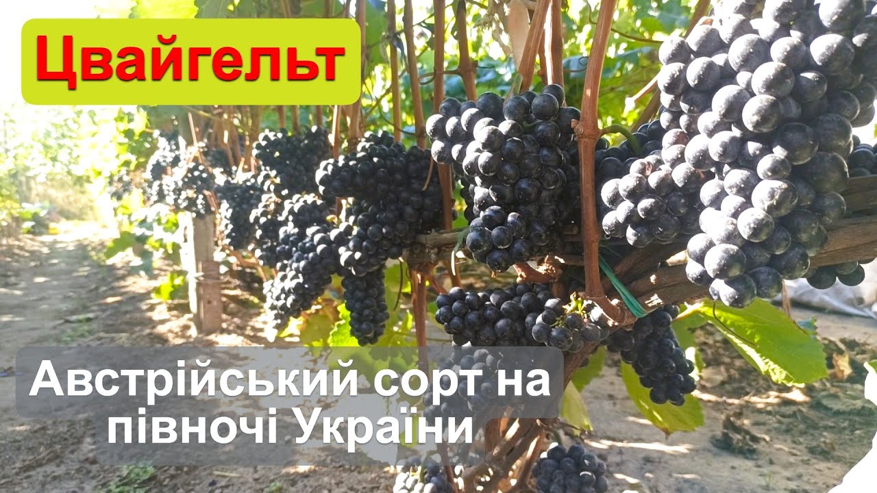 Виноград Цвайгельт - Австрійський сорт на півночі України
