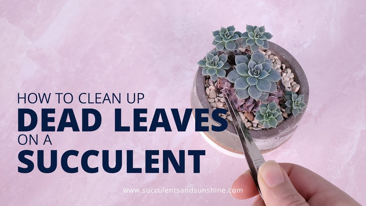 Cleaning up dead leaves from a succulent