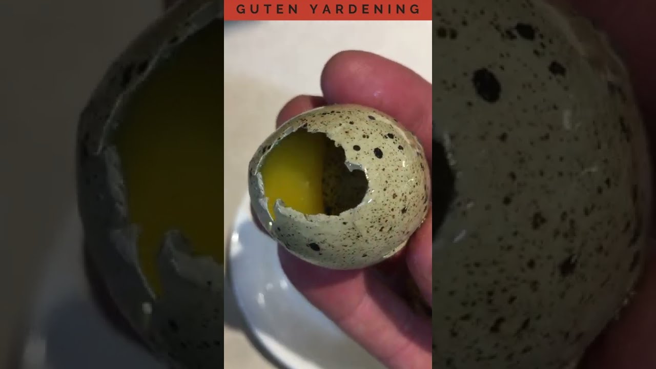 What's Inside This Huge Coturnix Quail Egg? You've Never Seen This Before #shorts