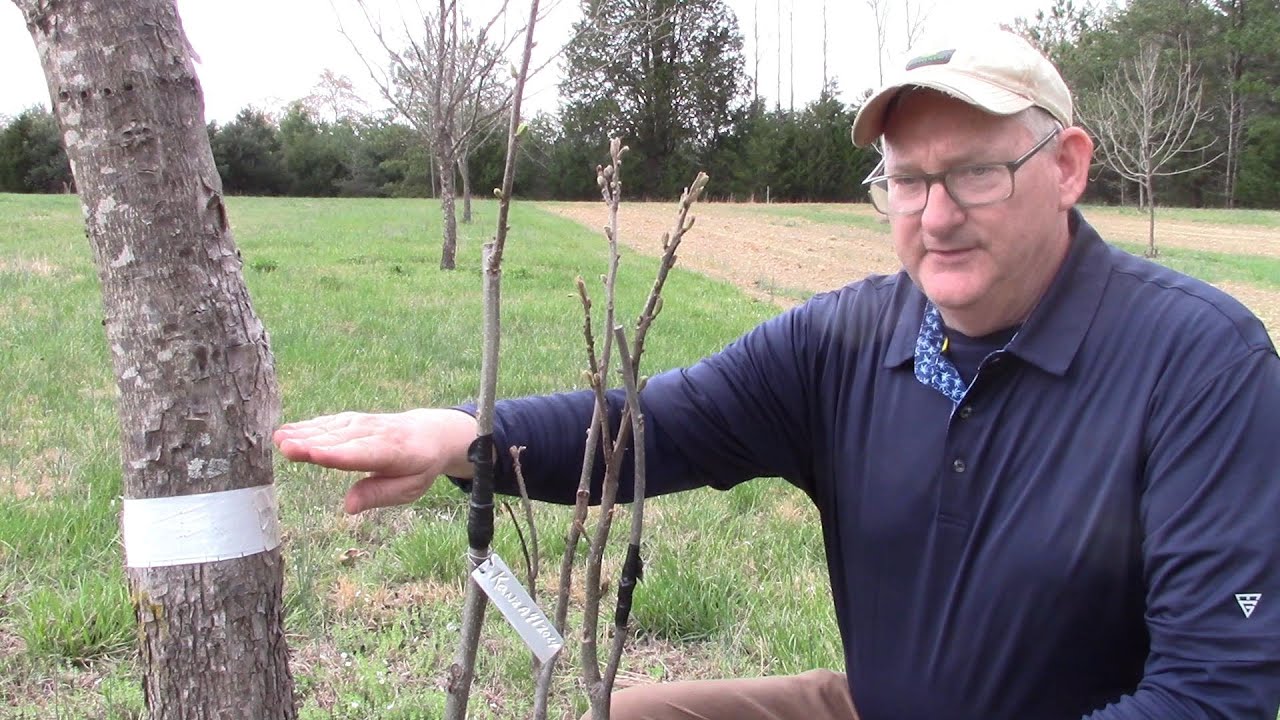 More Grafting Success...and Failure 2025