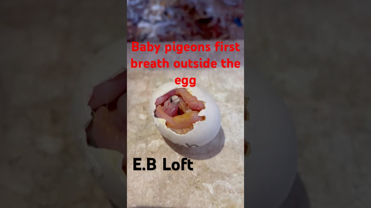 New life #pigeonracing #breedingpigeons #birds #pigeons #subscribe #egg #hatching #life #newborn