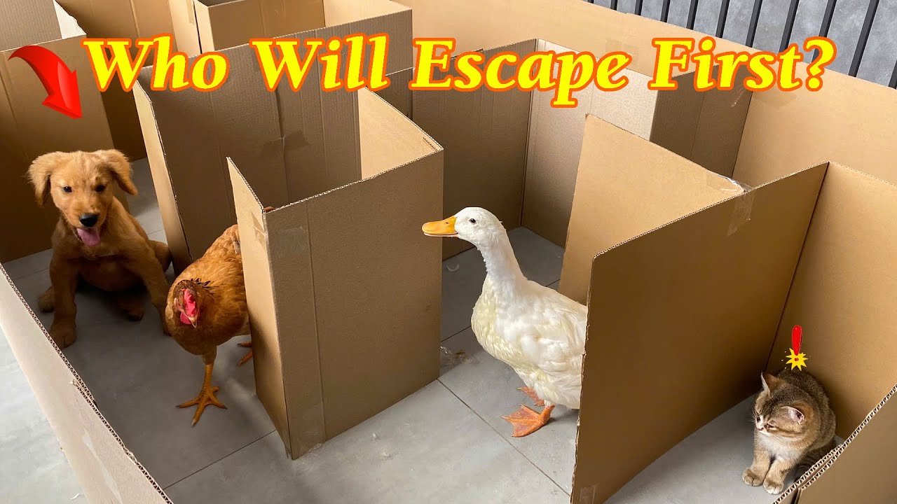 So funny! New Maze Challenge for Dogs and Cats &ndash; Who Will Escape First? | Cat Dog Dairy