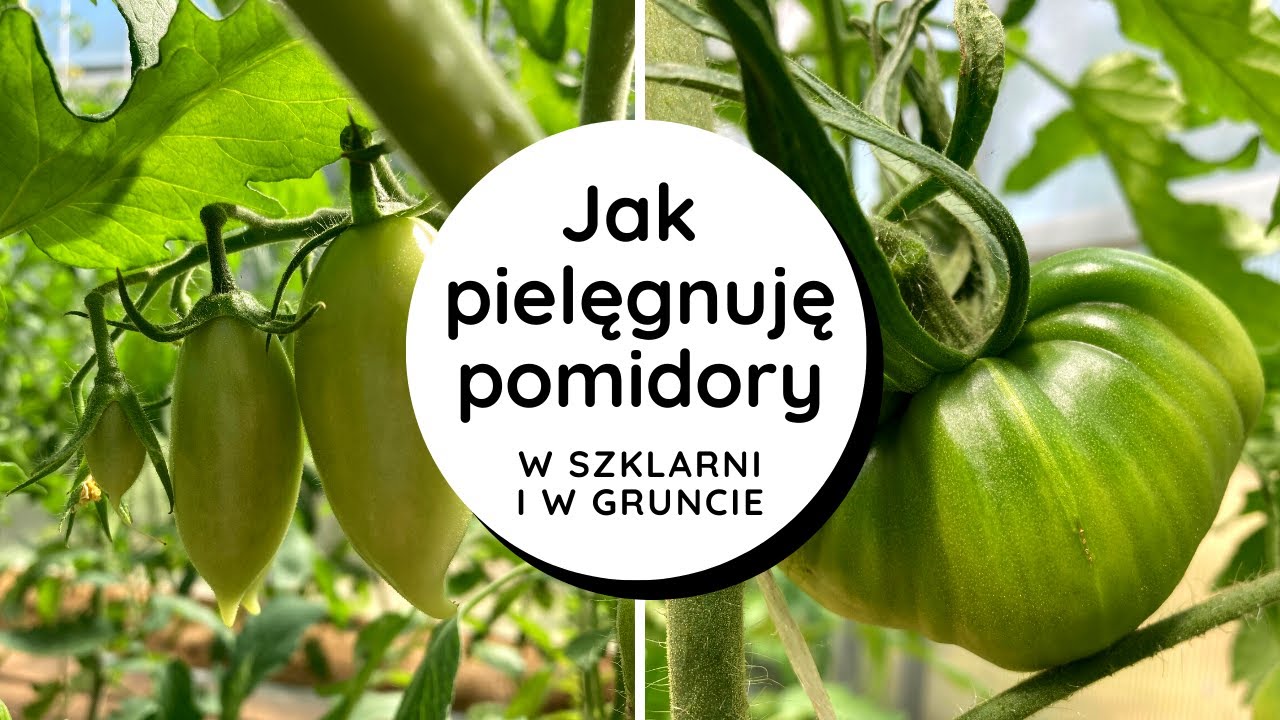 ❓Na ile pędów prowadzę, jak zabezpieczam przed chorobami, czy usuwam wilki, czym nawożę pomidory🍅🍅
