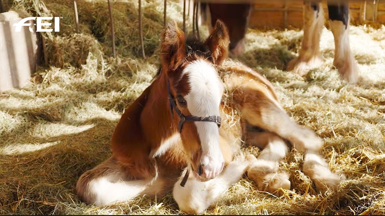 Cuteness Overload at the Cotebrook Shire Horse Centre 😍 | RIDE presented by Longines