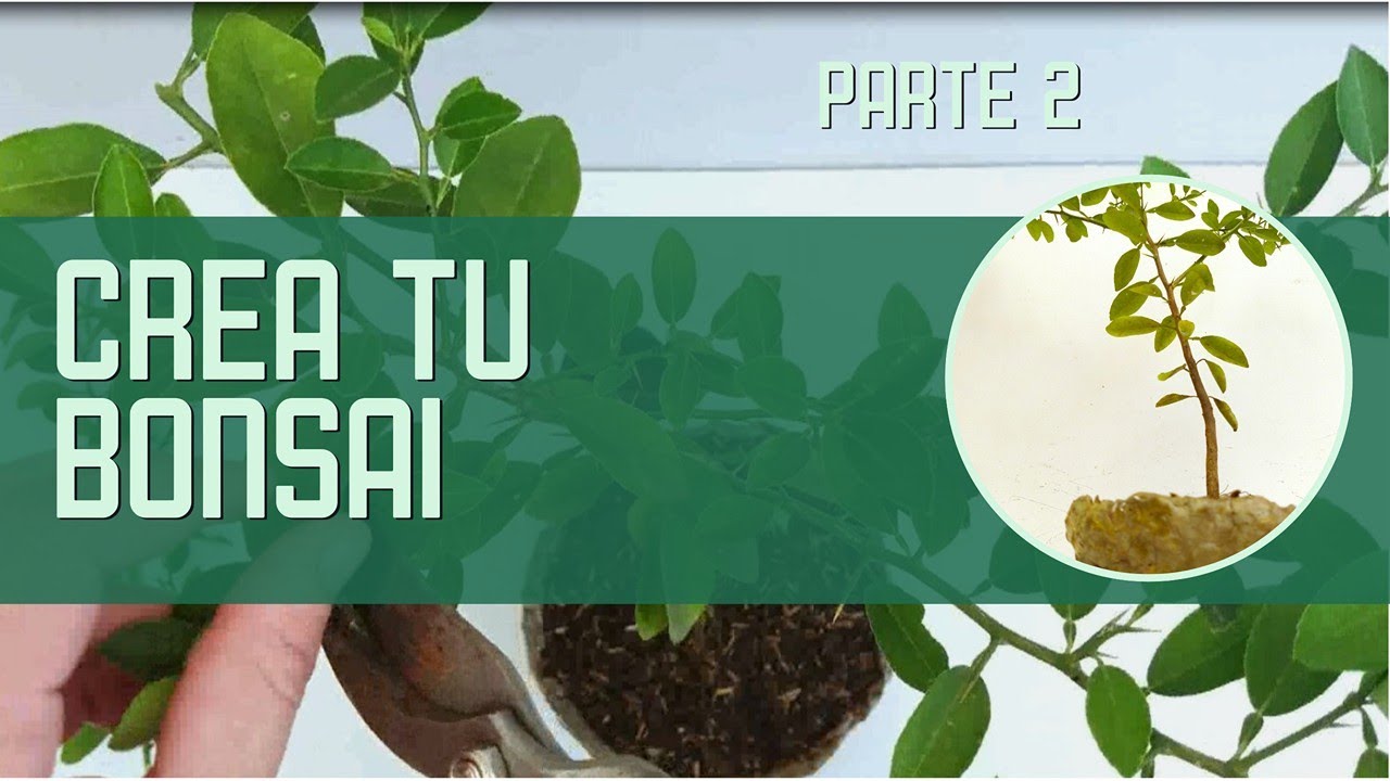 Cómo Crear tu Propio Bonsái de Limón 🌳 | Paso a Paso Parte 2