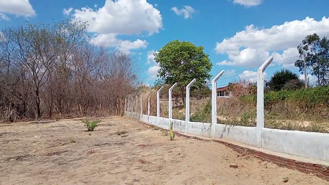 A seca no sert&atilde;o Pernambucano o gado morrendo de Fome e sede 😢