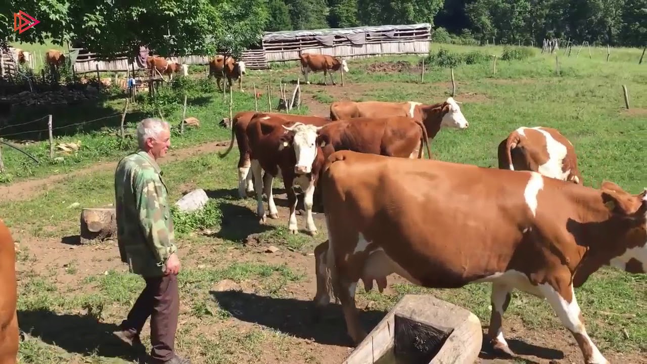 Lopet ne Bjeshke te Jabllanices se Vogel - Peje - Kafshet Shtepiake dhe bukuria e natyres ne KOSOVE