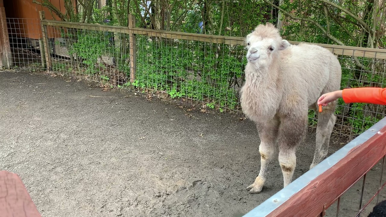 Cute Nancy - Bactrian Camel Calves