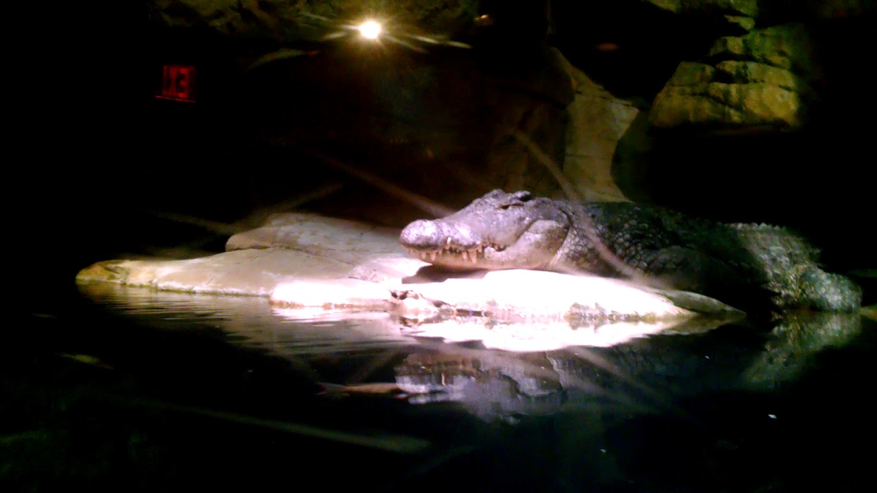 Nile Crocodile at Bronx Zoo's Madagascar Exhibit since Sunday, August 19, 2018