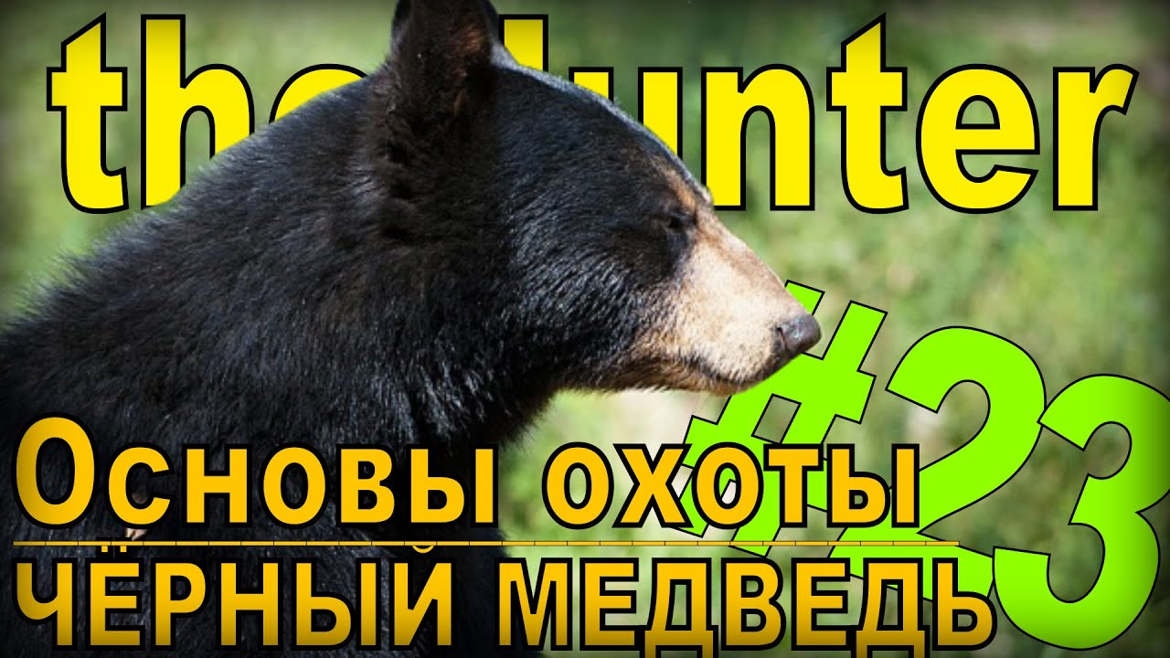 the Hunter - Барибал [Основы охоты] #23