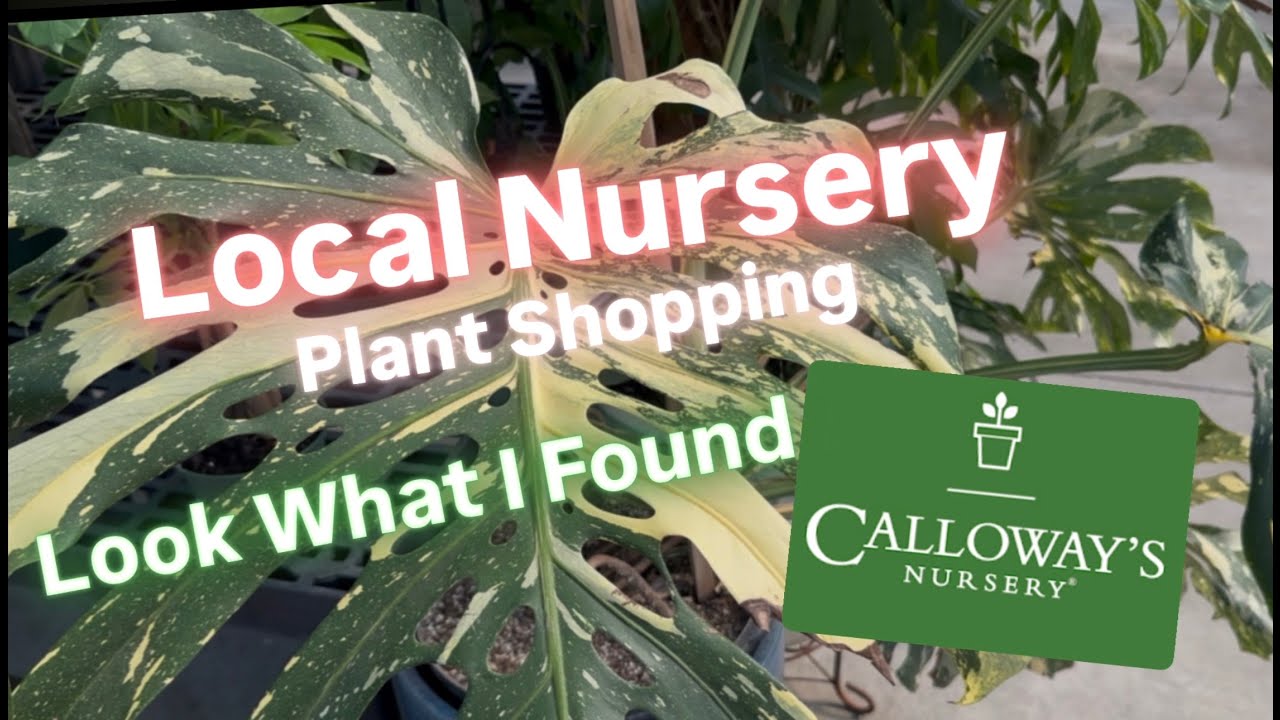 Big Box Store Plant Shopping Alternative Shop Local Nursery Calloway's Budget Friendly Houseplants