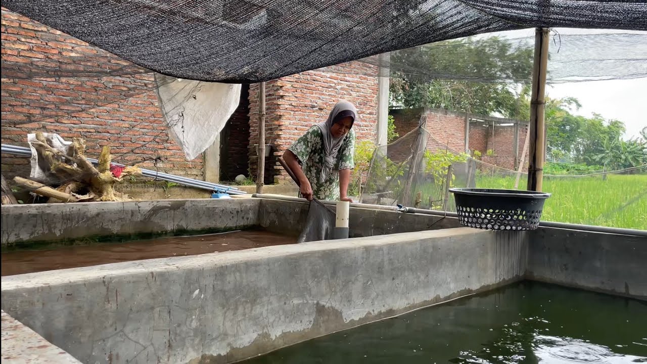 Budidaya Ikan Lele Pemula, di Kendal “KONSISTEN”