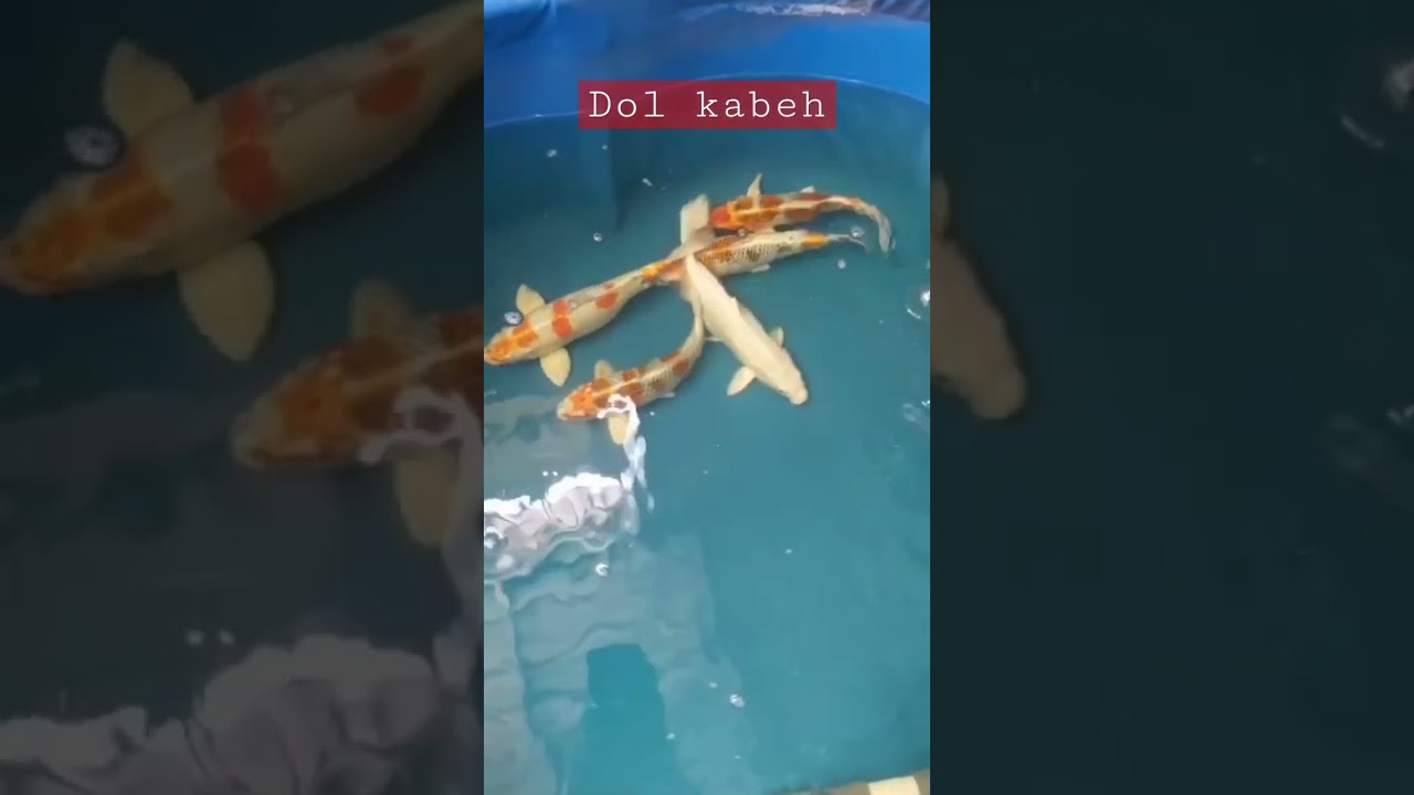 Mengenal Koi Jenis Kujaku #short #shorts #shortvideo #shortsvideo