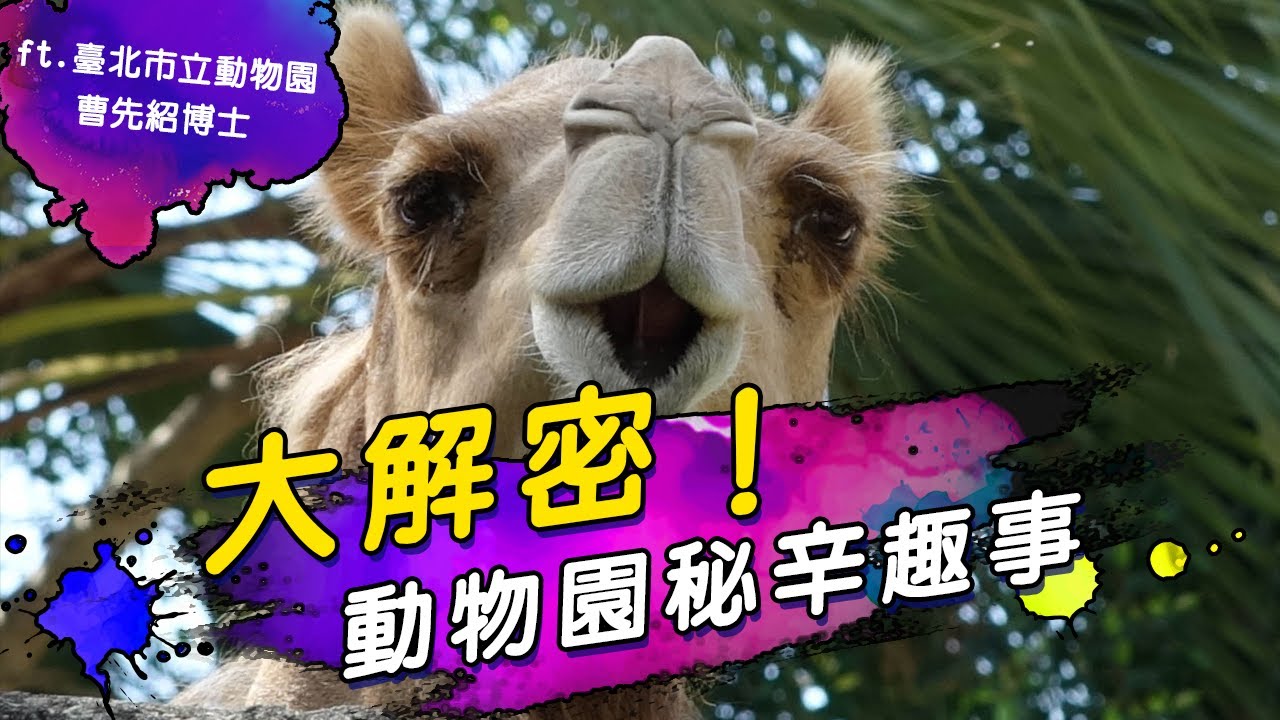 臺北市立動物園運作大解密！動物超聰明跟保育員鬥智力？動物沒有自由戀愛？