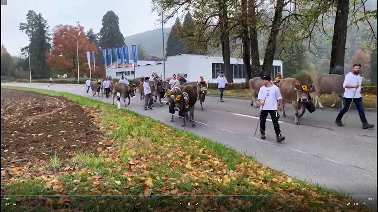 Die Familie Peter Nussbaumer lief mit ihrer Viehherde an die Viehschau in Hausen am Albis