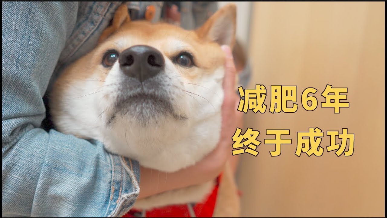 肥狗减肥终于成功！主人却担心他病了 带去看医生